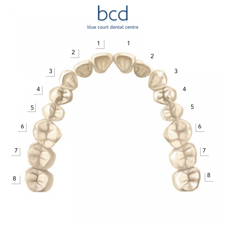 25 27 зуб. Нумерация зубов. Tooth numbering System.